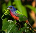 _1SB6834 painted bunting